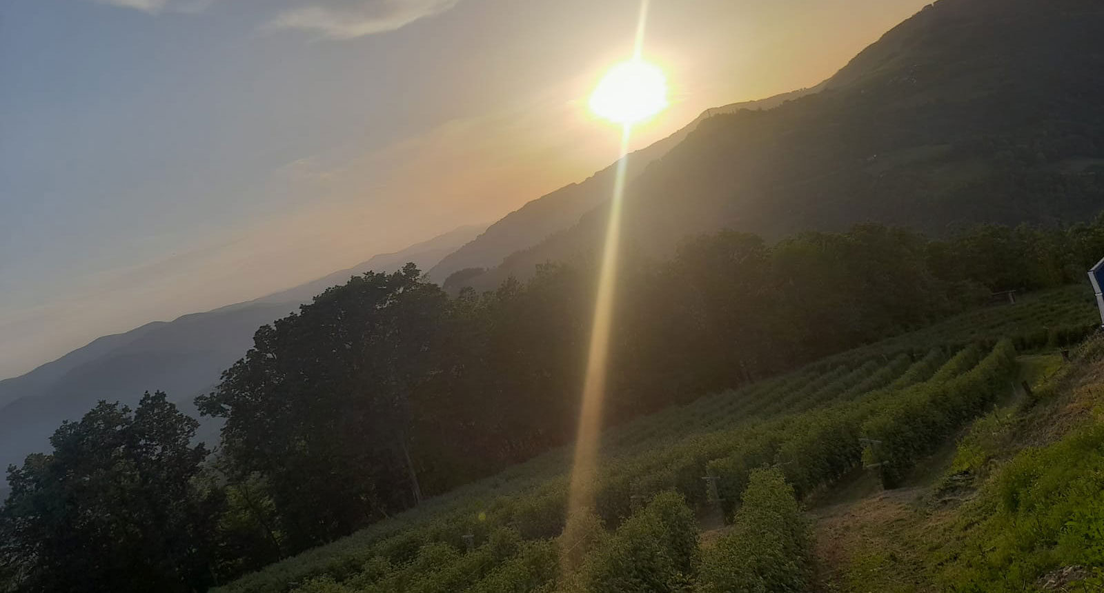 malina bb