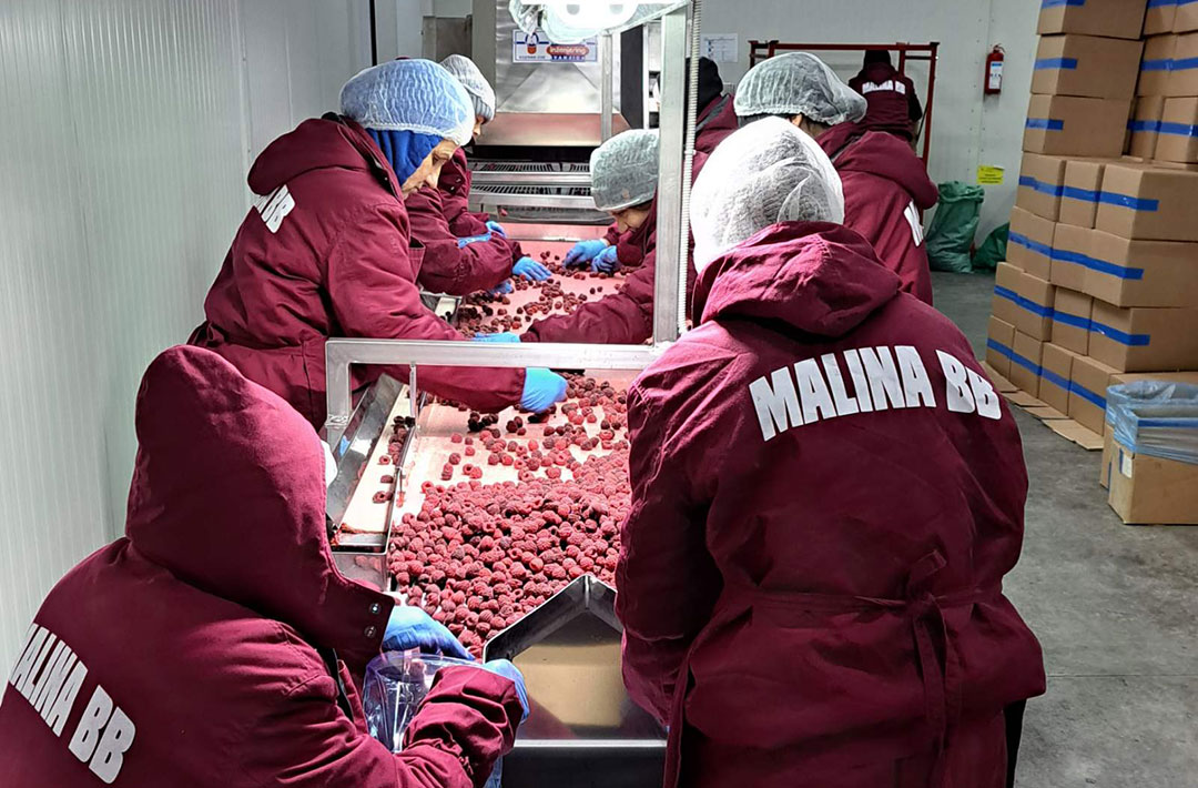 malina proizvodnja